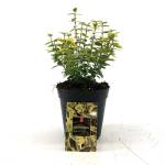 Euonymus fort. 'Emerald 'n' Gold'
