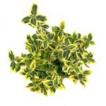 Euonymus fort. 'Emerald 'n' Gold'