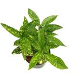Aucuba jap. 'Variegata'