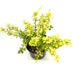 Berberis thunb. 'Aurea'