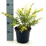 Berberis thunb. 'Aurea'