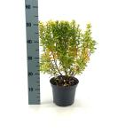 Berberis thunb. 'Maria'