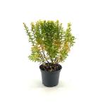 Berberis thunb. 'Maria'