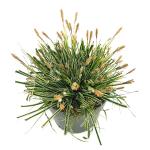 Carex oshim. Evercolor Everest