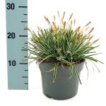Carex oshim. Evercolor Everest