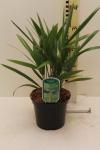 Trachycarpus fortunei
