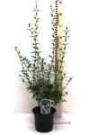 Osmanthus burkwoodii