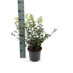 Osmanthus burkwoodii