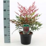 Nandina d. Obsessed