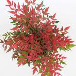 Nandina d. Obsessed