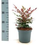 Nandina d. Obsessed