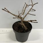 Ginkgo bil. 'Mariken'