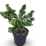 Ginkgo bil. 'Mariken'