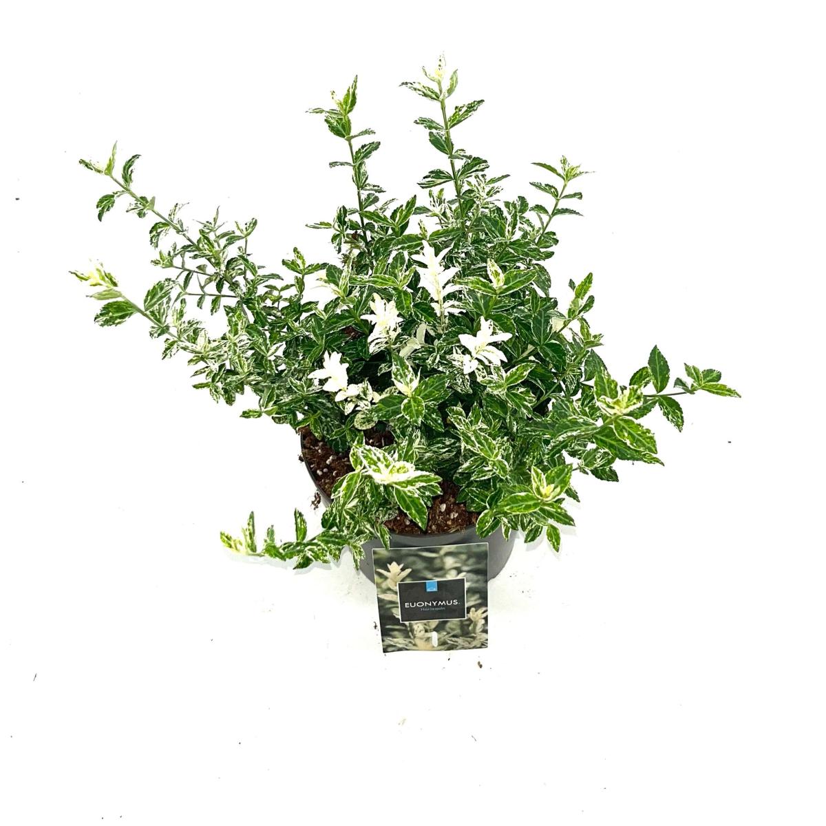 Euonymus fort. 'Harlequin'