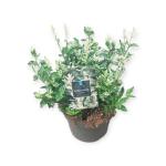 Euonymus fort. 'Harlequin'