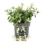 Euonymus fort. 'Harlequin'