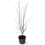 Syringa microphylla 'Superba'