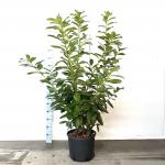 Prunus l. 'Novita'