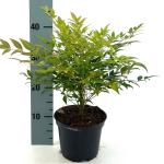 Nandina d. 'Gulf Stream'