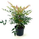 Nandina d. 'Gulf Stream'