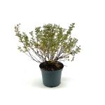 Potentilla f. 'Abbotswood', wit