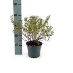 Potentilla f. 'Abbotswood', wit