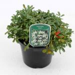 Potentilla tridentata 'Nuuk'