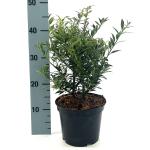 Ilex aq. 'Myrtifolia'