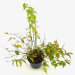 Kerria jap. 'Golden Guinea'