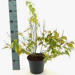Kerria jap. 'Golden Guinea'