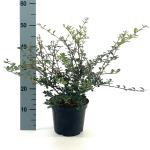 Osmanthus delavayi
