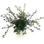 Osmanthus delavayi