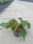 Tetrapanax papyrifer 'Rex'