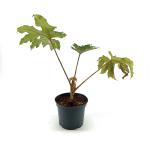 Tetrapanax papyrifer 'Rex'
