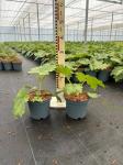 Tetrapanax papyrifer 'Rex'