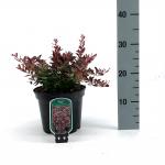 Berberis thunb. 'Atropurpurea Nana'