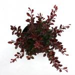 Berberis thunb. 'Atropurpurea Nana'