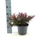 Berberis thunb. 'Atropurpurea Nana'