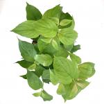 Cornus florida