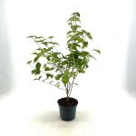 Cornus kousa