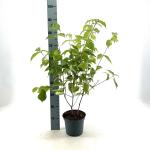 Cornus kousa chinensis