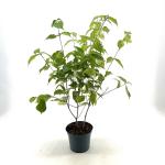 Cornus kousa chinensis