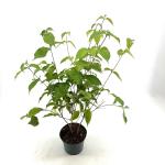 Cornus kousa chinensis