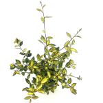 Elaeagnus pungens 'Maculata'