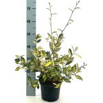 Elaeagnus pungens 'Maculata'