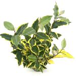Elaeagnus ebb. 'Viveleg'