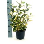 Elaeagnus ebb. 'Viveleg'