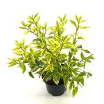 Forsythia int. 'Golden Times'