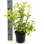Forsythia int. 'Golden Times'