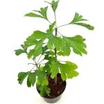 Ginkgo biloba